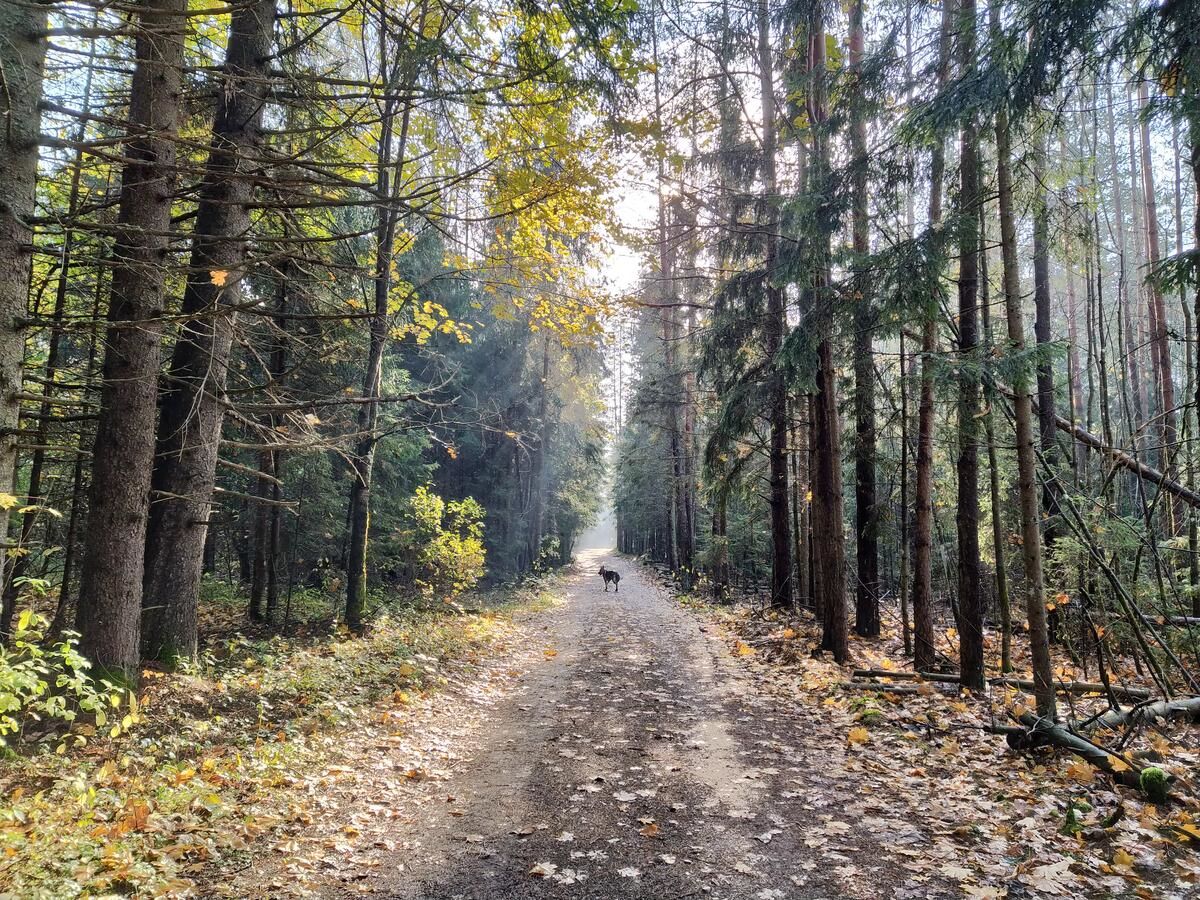 Загородные дома Trakų vienkiemis Daumilai-12